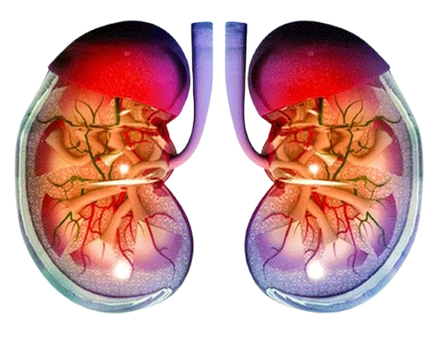 Digestive